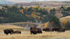 North Dakota HIE creates longitudinal health records for patients