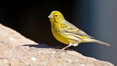 Canary